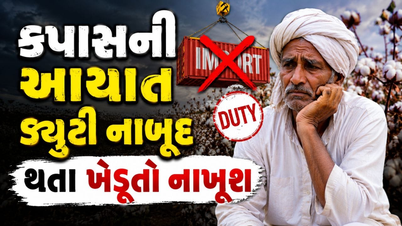 સરકારે રૂ પરની આયાત ડ્યુટી નાબૂદ કરતા કપાસ પકવતા ખેડૂતો થયા નાખુશ, નુકસાન જવાની વ્યક્તિ કરી ભીતિ સરકારે રૂ પરની આયાત ડ્યુટી નાબૂદ કરતા કપાસ પકવતા ખેડૂતો થયા નાખુશ, નુકસાન જવાની વ્યક્તિ કરી ભીતિ