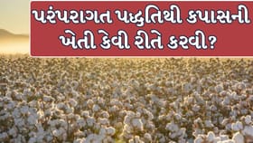 જૈવિક અને પરંપરાગત પદ્ધતિથી કપાસની ખેતી કરવાની 7 અસરકારક રીત