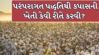 Cotton Farming Tips : જૈવિક અને પરંપરાગત પદ્ધતિથી કપાસની ખેતી કરવાની 7 અસરકારક રીત !