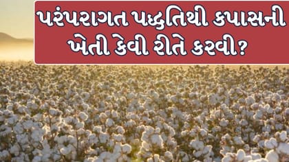 જૈવિક અને પરંપરાગત પદ્ધતિથી કપાસની ખેતી કરવાની 7 અસરકારક રીત
