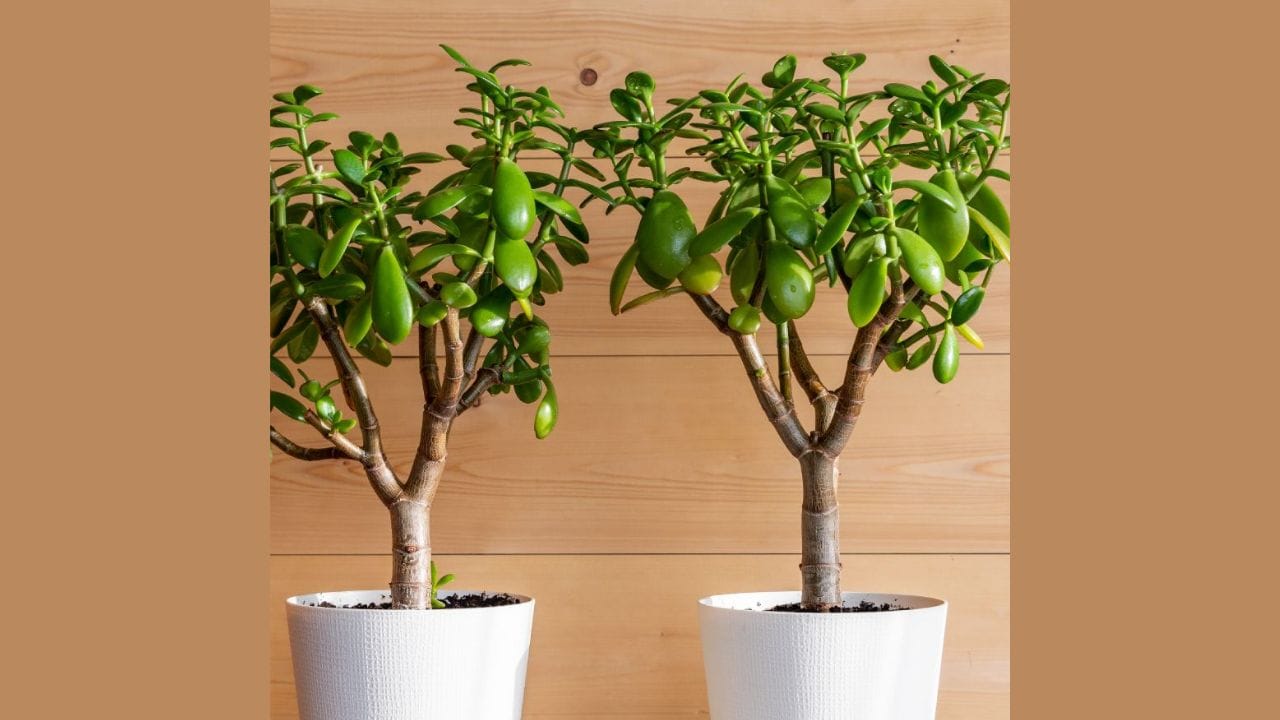Money Tree Vastu Tips: વાસ્તુશાસ્ત્રમાં છોડ અને વૃક્ષોનું મહત્વ દર્શાવવામાં આવ્યું છે. ઘણા વૃક્ષો અને છોડને ખૂબ જ શુભ માનવામાં આવે છે. આ છોડને ઘરની આર્થિક સુખાકારી માટે પણ ખૂબ મદદરૂપ માનવામાં આવે છે. આ છોડમાંથી એક ક્રાસુલા છોડ છે. જોકે ક્રાસુલા છોડનો ઉપયોગ ઘરને સજાવવા માટે કરવામાં આવે છે, પરંતુ વાસ્તુશાસ્ત્રમાં તેને ખૂબ જ મહત્વપૂર્ણ માનવામાં આવે છે. ક્રાસુલા છોડને જેડ પ્લાન્ટ અથવા મની ટ્રી તરીકે પણ ઓળખવામાં આવે છે.