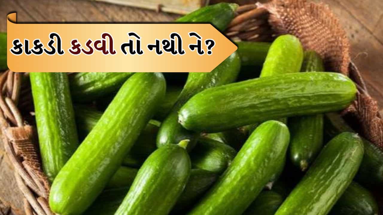 શું કાકડી કડવી છે? ખરીદતા પહેલા તેને કેવી રીતે ટેસ્ટ કરીને લેવી તે અહીં વાંચો
