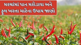 મરચાના પાકમાં જીવાત અને રોગ નિયંત્રણ માટે જાણો 11 અસરકારક દેશી ઉપાય