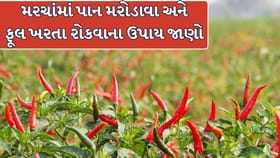 મરચાના પાકમાં જીવાત અને રોગ નિયંત્રણ માટે જાણો 11 અસરકારક દેશી ઉપાય