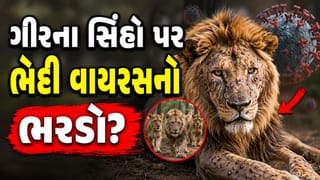 ગીરમાં 8 સિહોના મોત બાદ હજુ સુધી લેબ રિપોર્ટ ન આવતા ઉઠ્યા સવાલ, રહસ્યમય વાયરસને લઈને વનવિભાગ સામે શંકાની સોય 