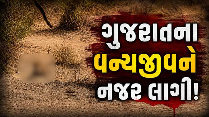 અમરેલીમાં વધુ એક સિંહનું શંકાસ્પદ મોત