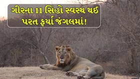 Gir Breaking News : ગીરના 11 સિંહો સ્વસ્થ થતા ફરી જંગલમાં મુક્ત!