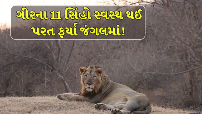 Gir Breaking News : ગીરના 11 સિંહો સ્વસ્થ થતા ફરી જંગલમાં મુક્ત!