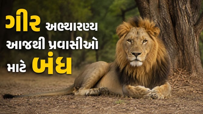 સિંહોના સંવનન કાળ અને ચોમાસાની પરિસ્થિતિને કારણે ગીર અભ્યારણ્ય બંધ