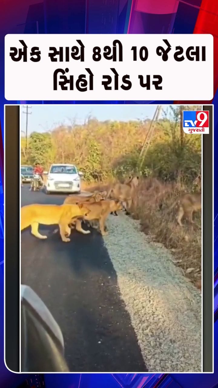 ગીર સોમનાથમાં સિંહોની લટાર