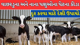 વાછરડુના પેટના કીડા દૂર કરવા માટે 7 સરળ દેશી ઉપાયો જાણો !