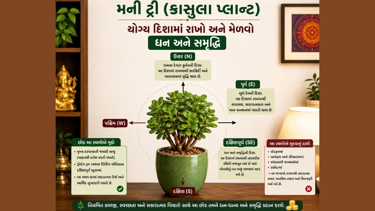 આ સ્થળોએ છોડ મૂકવાનું ટાળો: આ છોડને બેડરૂમમાં, બાથરૂમમાં, શૌચાલયમાં, અંધારાવાળી જગ્યાઓ અથવા રસોડામાં રાખવાનું ટાળો. વાસ્તુ માન્યતાઓ અનુસાર, આ સ્થળોએ ક્રેસુલા મૂકવાથી માનસિક તણાવ અને બિનજરૂરી ખર્ચ વધે છે.