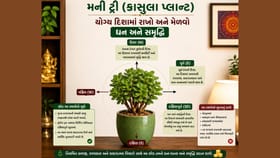 ક્રાસુલા પ્લાન્ટને કહેવાય છે મની ટ્રી, યોગ્ય દિશામાં રાખો અને મેળવો સમ