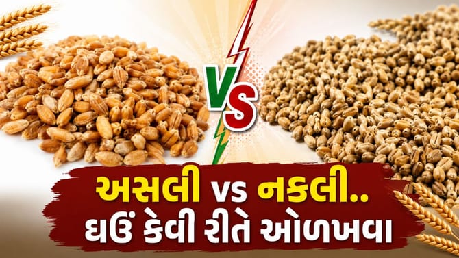 ઘઉં અસલી છે કે નકલી ? ઘરે બેઠા આ સરળ રીતોથી કરો ઓળખ