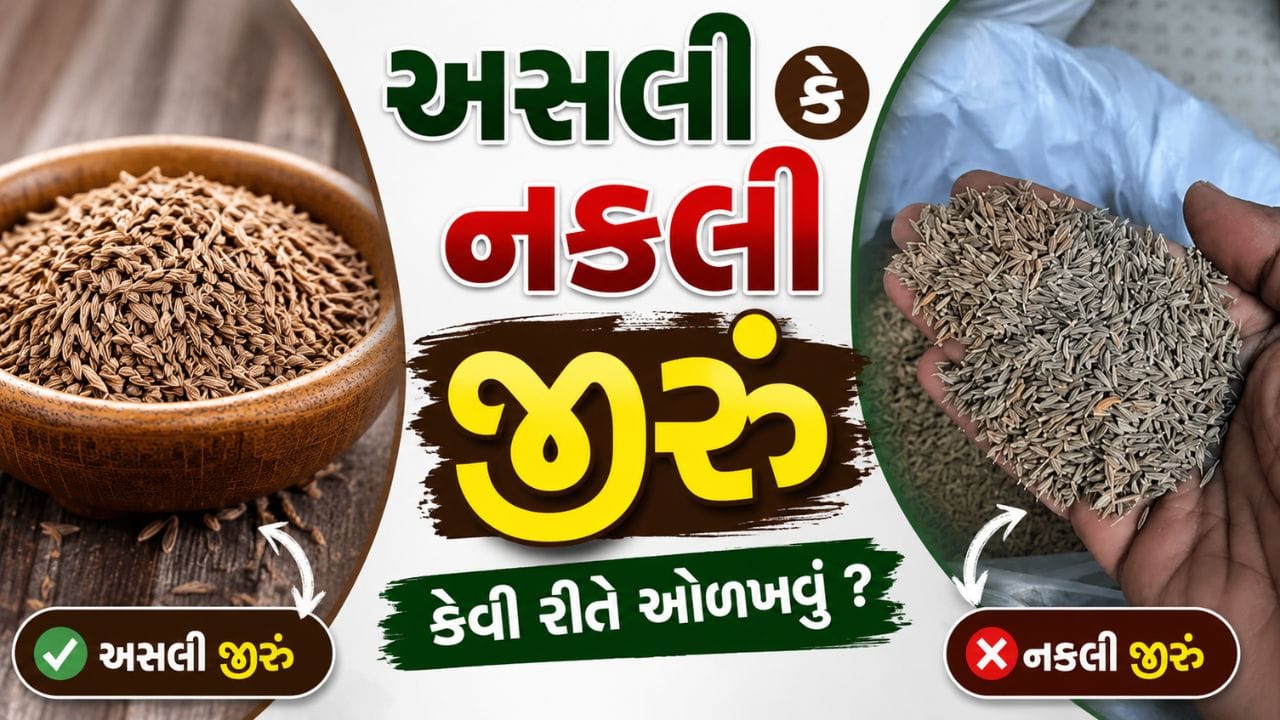 ભારતીય રસોડામાં જીરું એક મહત્વનો મસાલો છે, જે લગભગ દરેક વાનગીમાં ઉપયોગમાં લેવાય છે. પરંતુ વધતી ભેળસેળને કારણે બજારમાં નકલી અથવા નીચી ગુણવત્તાવાળું જીરું પણ વેચાતું હોવાના કિસ્સાઓ સામે આવે છે. આવા જીરાના ઉપયોગથી સ્વાદ ઉપરાંત સ્વાસ્થ્ય પર પણ નકારાત્મક અસર થઈ શકે છે. તેથી ખરીદી કરતી વખતે અસલી અને નકલી જીરાની ઓળખ કરવી ખૂબ જ જરૂરી છે.