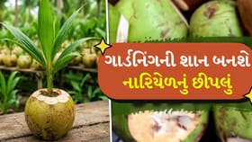 કચરામાં ગણાતું નારિયેળનું છીપલું હવે બનશે તમારા બગીચાની શોભા