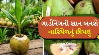 નારિયેળના છીપલા ફક્ત કચરો નથી… તે બાગકામ માટેનો એક ખજાનો છે! આ રીતે તેનો કરો ઉપયોગ
