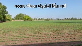 વરસાદ ખેંચાતા જસદણના ખેડૂતોને સતાવી રહી છે પાક નુકસાનીની ભીતિ