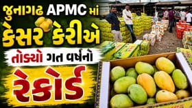 જુનાગઢ APMC માં ગત વર્ષની સરખામણીએ કેસર કેરીની રેકોર્ડ બ્રેક આવક