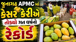 જુનાગઢ APMC માં ગત વર્ષની સરખામણીએ કેસર કેરીની રેકોર્ડ બ્રેક આવક, 10 લાખ બોક્સ કેરીની થઈ આવક