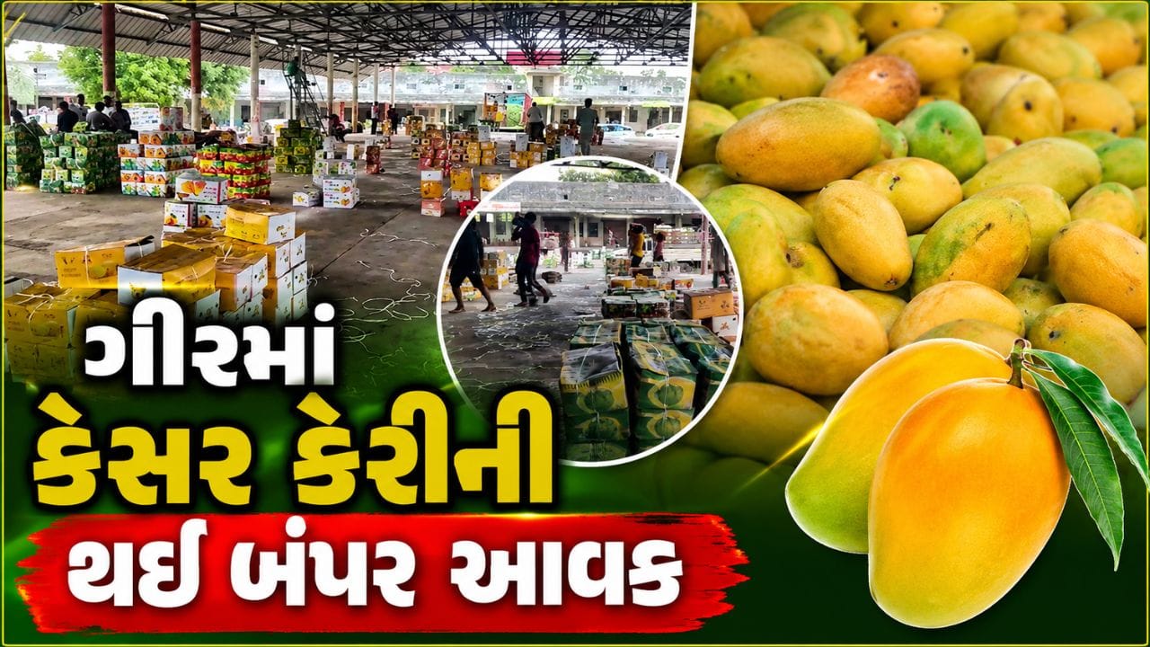 તાલાલા ગીરમાં કેસર કેરીની આવકે તોડ્યો રેકોર્ડ, હરાજીમાં આવી 200 કરોડની કેરી- Video