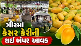 તાલાલા ગીરમાં કેસર કેરીની થઈ બમ્પર આવક, 200 કરોડની આવી હરાજી
