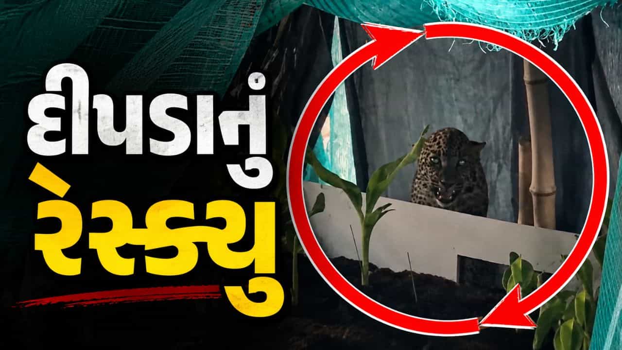 જૂનાગઢ કૃષિ યુનિવર્સિટી કેમ્પસ સુધી પહોંચ્યો દીપડો, વન વિભાગ દ્વારા સફળ રેસ્ક્યુ, જુઓ Video
