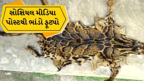 સુરતમાં દીપડાના ચામડાના કાળા કારોબારનો પર્દાફાશ