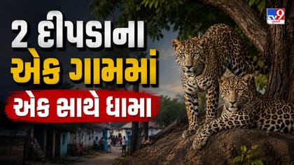 દાહોદમાં એકસાથે બે દીપડાના ધામા, સીંગાપુર ગામમાં ભયનો માહોલ