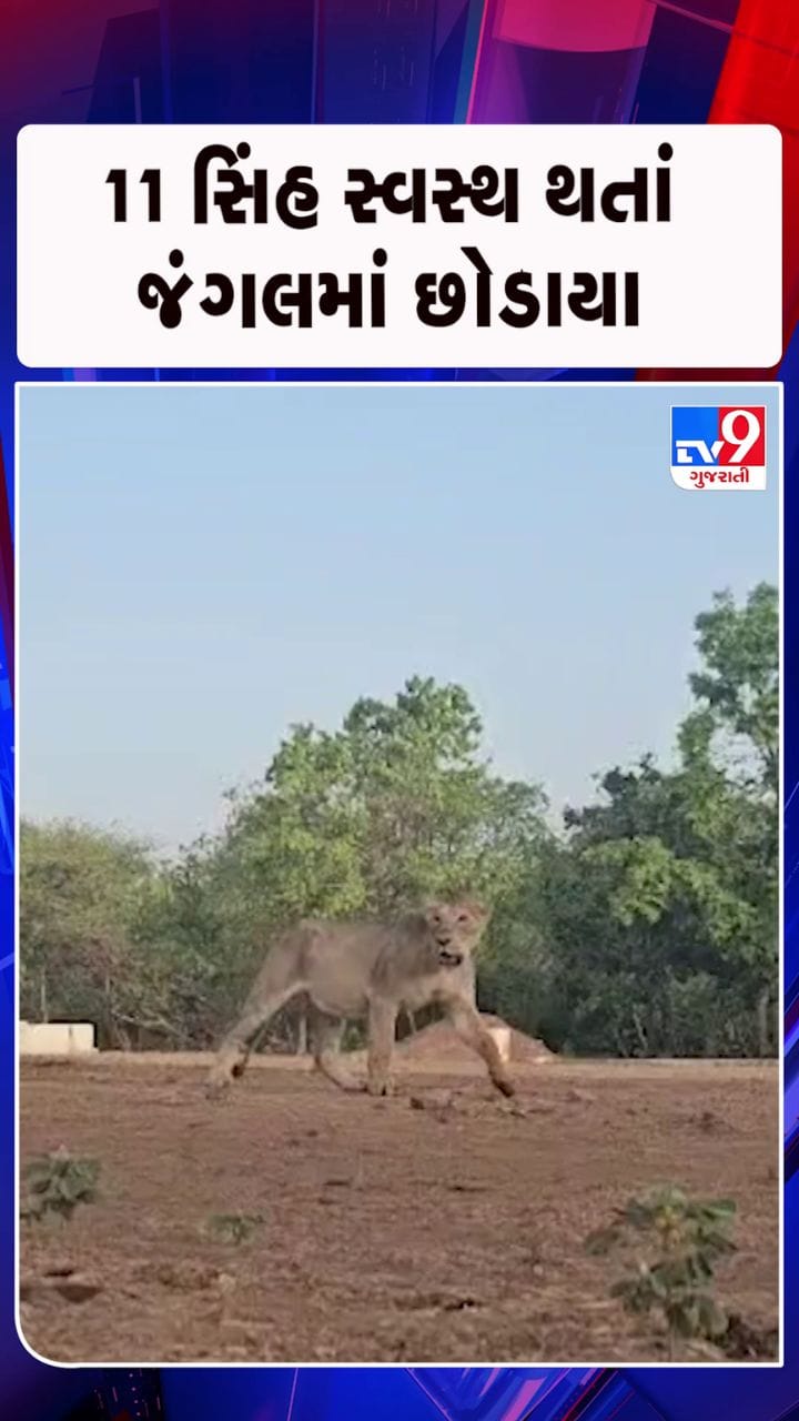 17 સિંહને નિરિક્ષણમાં રાખવામાં આવ્યા હતા