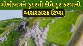 કપાસ અને અન્ય પાકને મીલીબગથી બચાવવાની 5 કુદરતી અને અસરકારક રીતો !