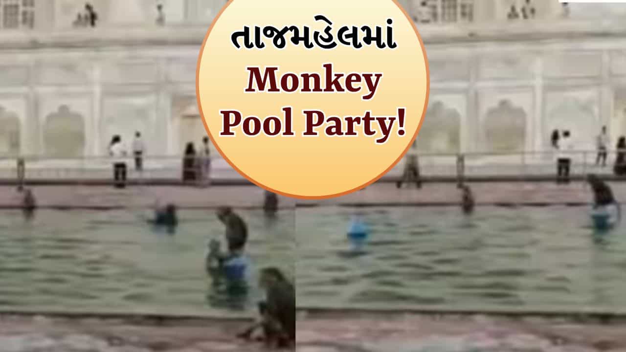 તાજમહેલમાં કપિરાજની પૂલ પાર્ટી, ફુવારાઓ સ્વિમિંગ પુલમાં ફેરવાયા, Funny Video થયો Viral