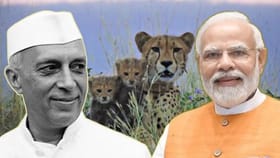 મોદી સરકારના નેતૃત્વ હેઠળ કુનોમાં ચિત્તાઓનો વિકાસ