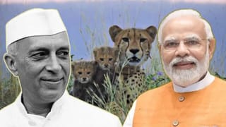 Nehru vs Modi: એક સમયે દેશે દેખ્યો ચિત્તાઓના વિલુપ્તતાનો દૌર, હવે મોદી સરકારના નેતૃત્વ હેઠળ કુનોમાં ચિત્તાઓનો વિકાસ