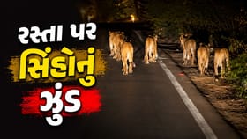 જુનાગઢના રસ્તા પર એકસાથે નવ સિંહોની લટાર