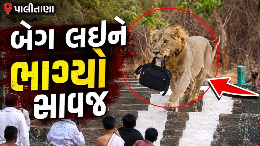 Gujarat Lion Rare Video Palitana Lion Snatches Pilgrim's Bag on Shatrunjay Hill