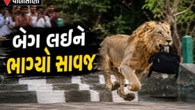 પાલિતાણામાં શેત્રુંજી પર્વત પર યાત્રાળુનું બેગ લઈને ભાગ્યા સાવજ રાજા