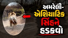 સિંહને હડકવાના કારણે મોત થયાનો રિપોર્ટમાં ખુલાસો