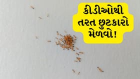 ઘરમાં લાલ કીડીઓનો આતંક? આ સરળ ઘરેલું ઉપાયોથી મળશે રાહત