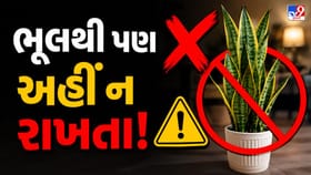 સ્નેક પ્લાન્ટ: આ દિશામાં રાખશો તો રાતોરાત ચમકશે કિસ્મત!