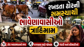ભાવનગરમાં રખડતા ઢોરના ત્રાસથી લોકો ત્રાહિમામ,પરંતુ તંત્રને કંઈ પડી નથી