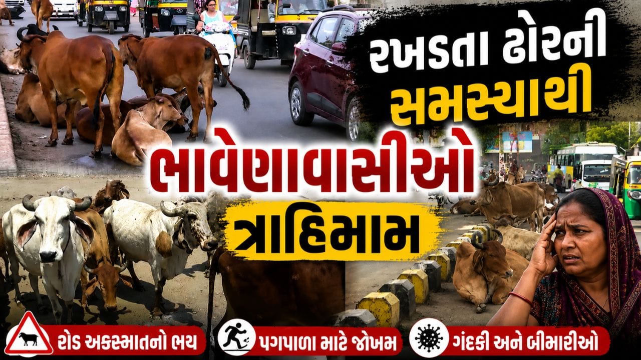 ભાવનગર મહાનગરપાલિકાને લોકોના જીવની કંઈ પડી નથી, વર્ષોથી રખડતા ઢોરની સમસ્યા છે પરંતુ તંત્ર નથી કરી રહ્યુ કોઈ નક્કર કામગીરી
