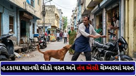 રાજકોટ-ખંભાળિયામાં શ્વાનનો આતંક, બાળક સહિત અનેક લોકો ઈજાગ્રસ્ત