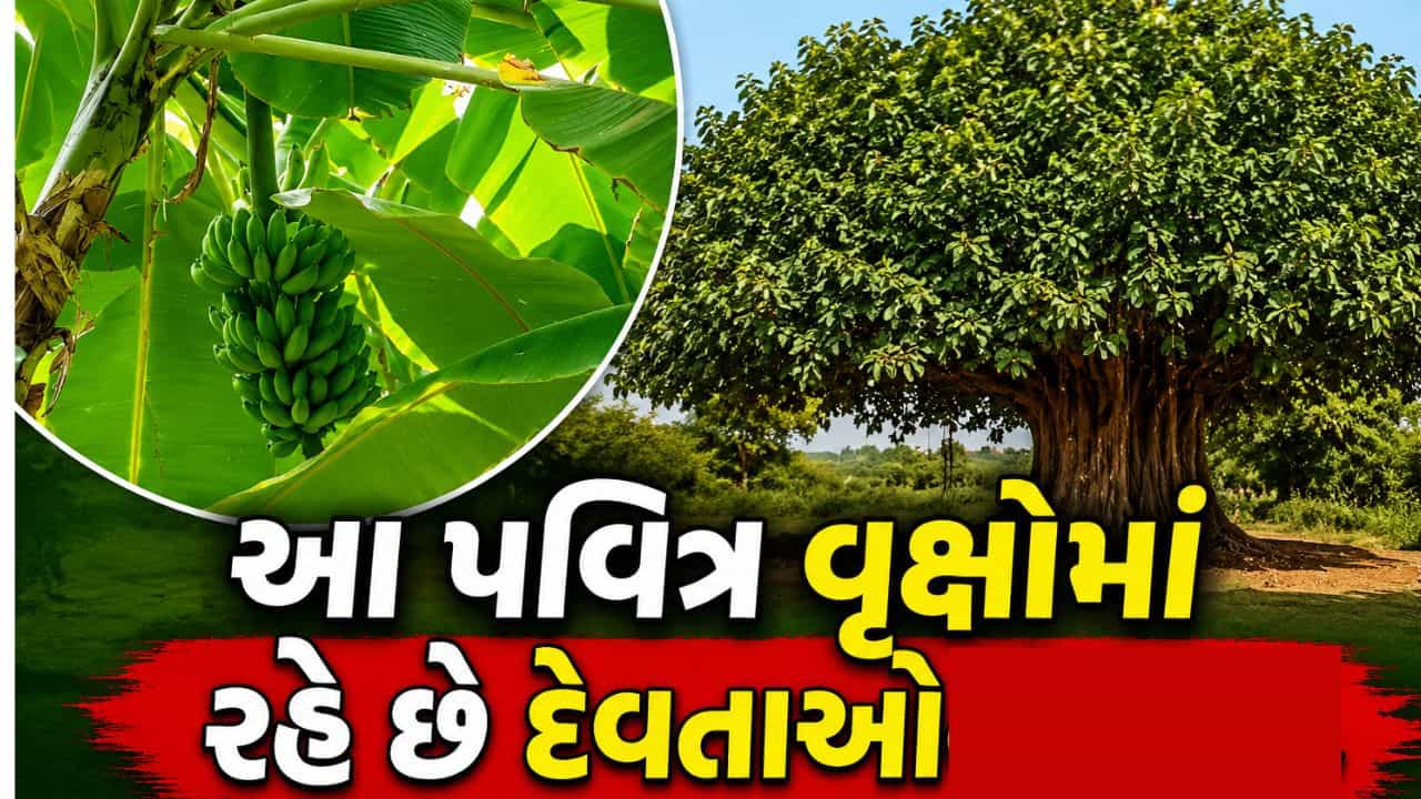 રવિવારથી શનિવાર સુધી કયા દિવસે કયા વૃક્ષની પૂજા કરવી? જાણો ધાર્મિક મહત્વ