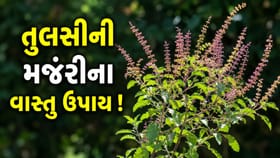 તુલસીની મંજરીને ફેંકી દેવાની ના કરતા ભૂલ ! બસ કરી લેજો આ 5 ઉપાય
