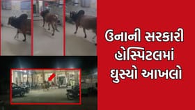 ઉનાની સરકારી હોસ્પિટલમાં ઘુસ્યો આખલો, દર્દીઓમાં ફેલાયો ફફડાટ- Video