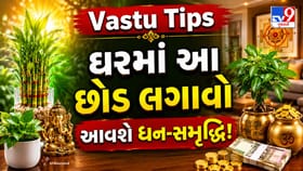 Vastu Tips: ઘરમાં આ છોડ લાવશે પૈસા અને પોઝિટિવ એનર્જી