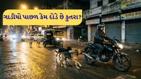 વાહન પાછળ કેમ ભાગે છે કુતરા? જાણો અસલી વૈજ્ઞાનિક કારણ