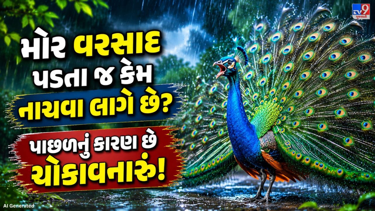વરસાદ દરમિયાન નાચતો મોર કુદરતના સૌથી આકર્ષક દૃશ્યોમાંનું એક માનવામાં આવે છે. ઘણા વર્ષોથી લોકો મોરના આ નૃત્યને વરસાદ આવવાની નિશાની તરીકે જોતા આવ્યા છે. પરંતુ વૈજ્ઞાનિક દૃષ્ટિકોણથી જોઈએ તો મોર વરસાદને કારણે નહીં, પરંતુ પ્રજનનની પ્રક્રિયા, અનુકૂળ હવામાન અને પોતાની જાતિના વિકાસ સાથે જોડાયેલા કારણોસર નાચે છે. એટલે કે, મોરનું નૃત્ય એક સ્વાભાવિક અને કુદરતી વર્તન છે, જે તેના જીવનચક્રનો મહત્વનો ભાગ છે.
