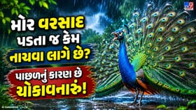 મોર વરસાદ પડતા જ કેમ નાચવા લાગે છે? પાછળનું કારણ છે ચોંકાવનારું!